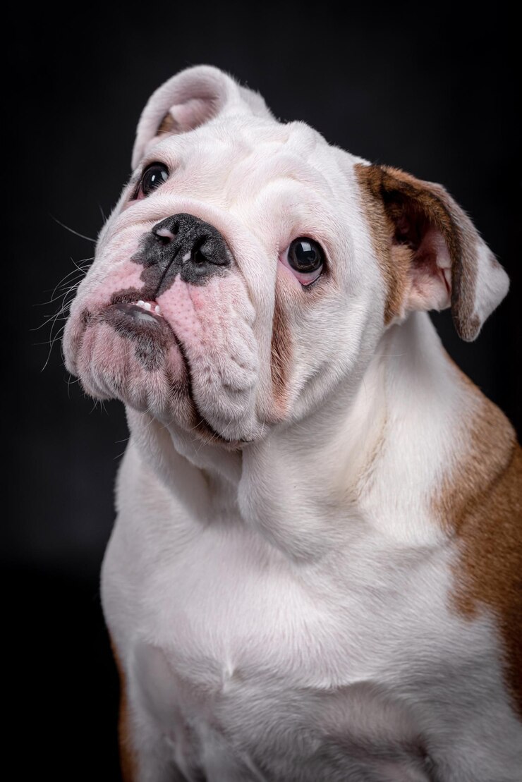Foto retrato de cachorro bulldog inglês