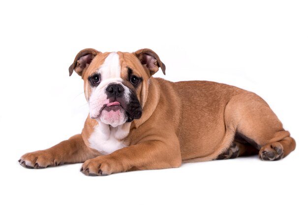 retrato de cachorro bulldog inglês