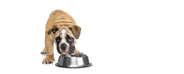 Retrato de cachorro Bulldog posando perto de tigela de comida isolada sobre fundo de estúdio branco Conceito de diversão de animais de estimação