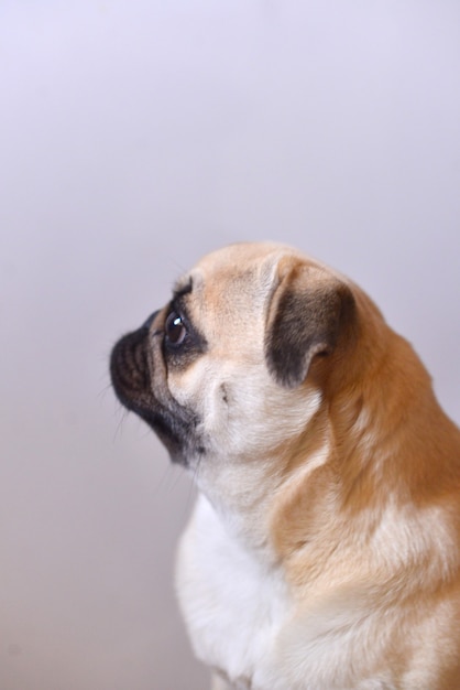 Retrato de cachorro com esfregona em uma superfície branca