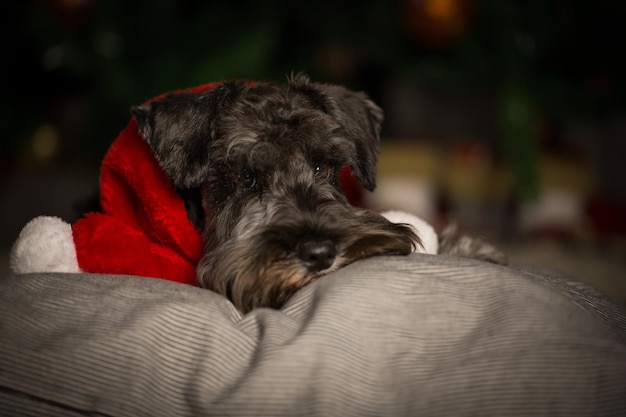 Foto retrato de cachorro com lenço vermelho