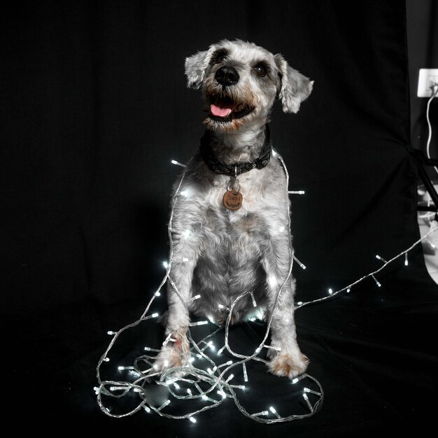 Retrato de cachorro com luzes de natal