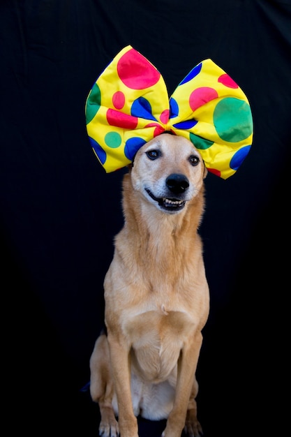 Retrato de cachorro com uma grande gravata borboleta com bolinhas coloridas na cabeça, em fundo preto