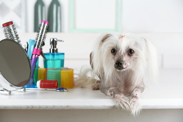 Retrato de cachorro de crista chinês na barbearia