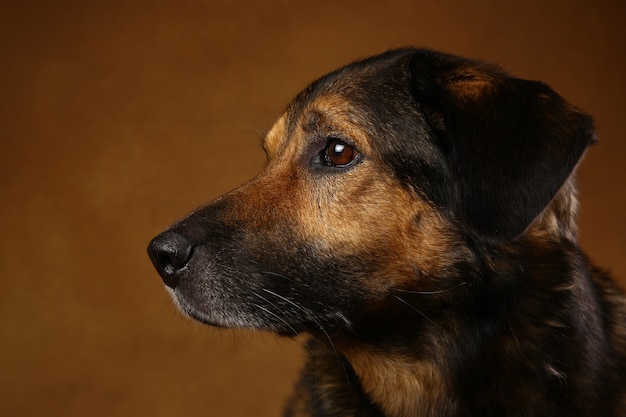 Retrato de cachorro de raça mista marrom e preta sentado no estúdio
