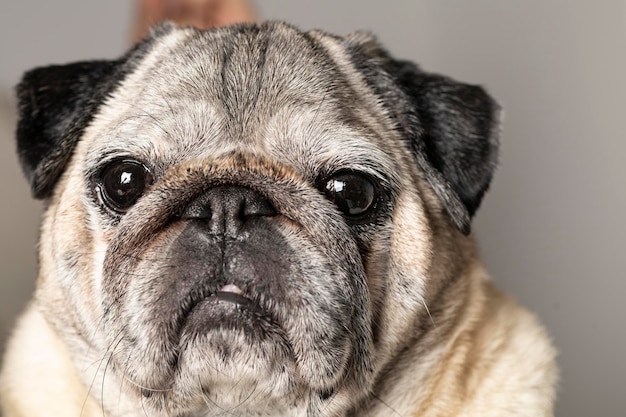 Retrato de cachorro de raça pug com rosto adorável. Cachorro em casa deitado no sofá