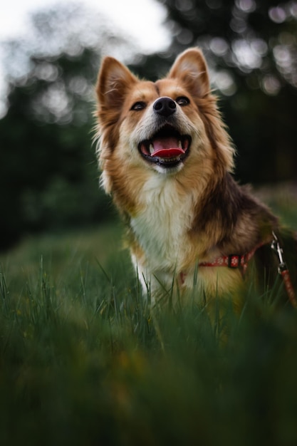 Retrato de cachorro em campo