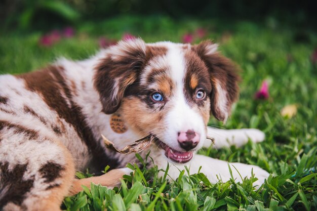 Retrato de cachorro em campo