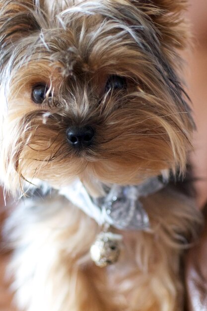 Foto retrato de cachorro em close-up
