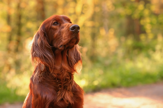 Retrato de cachorro em verde. ao ar livre.