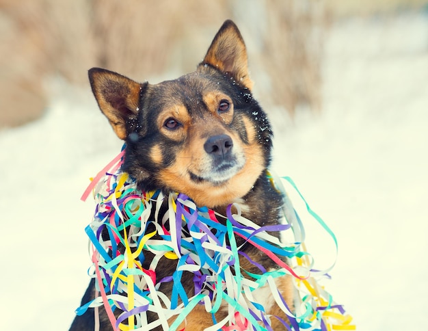 Retrato de cachorro emaranhado em serpentina colorida na neve