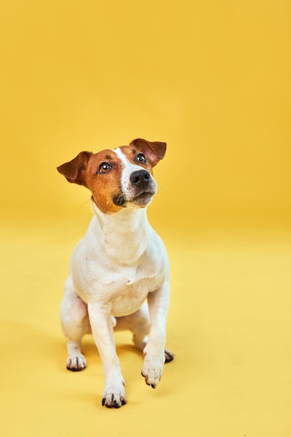 Retrato de cachorro engraçado bonito jack russell terrier Cão feliz sentado no fundo amarelo na moda brilhante Espaço livre para texto