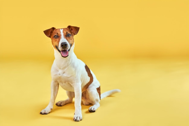 Retrato de cachorro engraçado bonito jack russell terrier Cão feliz sentado no fundo amarelo na moda brilhante Espaço livre para texto