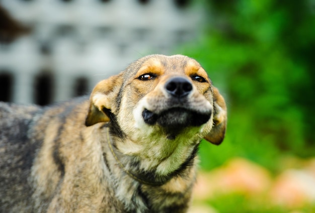 Retrato de cachorro engraçado