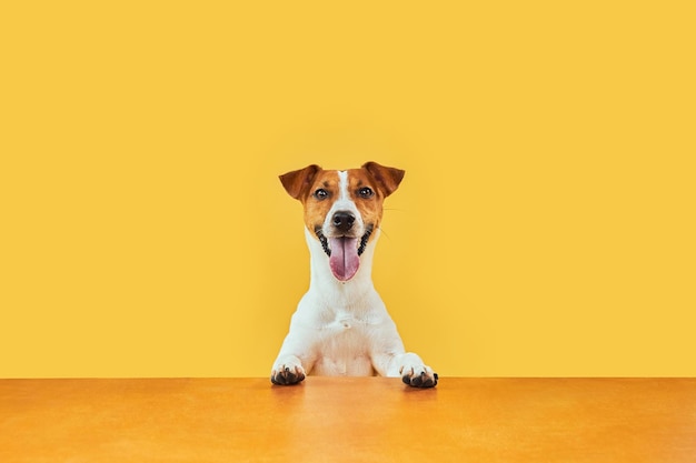 Retrato de cachorro feliz e surpreso Topo da cabeça de Jack Russell Terrier com patas para cima, espiando sobre a mesa dourada em branco Sorrindo com a língua Modelo de cartão ou Banner com espaço de cópia em fundo amarelo