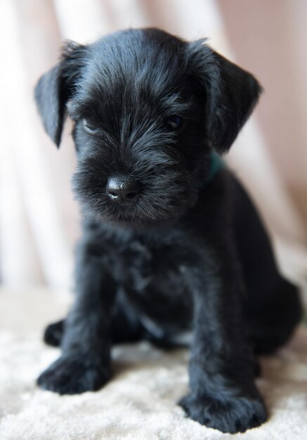 Retrato de cachorro filhote de cachorro Schnauzer miniatura