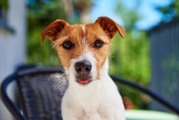 Retrato de cachorro fofo ao ar livre no dia de verão