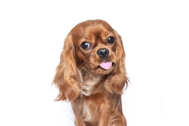 Retrato de cachorro fofo com língua de fora isolado no fundo branco