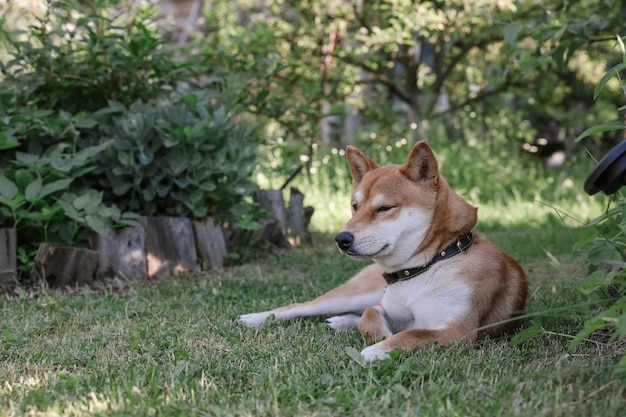 Retrato de cachorro fofo da raça Shiba Inu sentado na grama