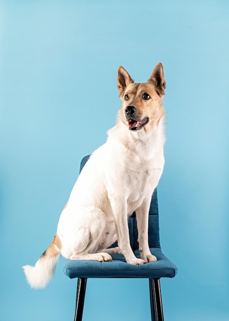 Retrato de cachorro fofo de raça misturada em fundo azul