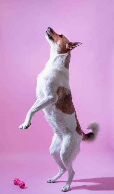 Retrato de cachorro fofo de raça misturada em fundo rosa