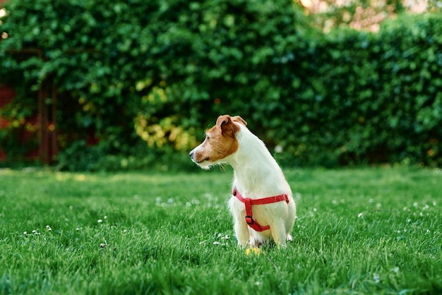 Retrato de cachorro fofo no prado de verão com grama verde