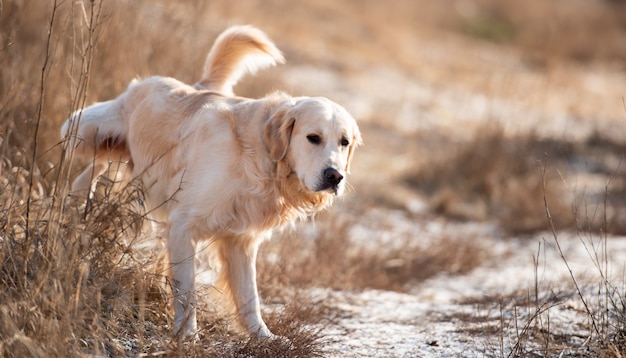 Retrato de cachorro golden retriever caminhando ao ar livre no início da primavera e fazendo xixi no campo ...