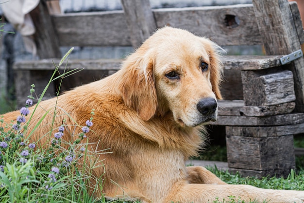 Retrato de cachorro golden retriever, descansando no jardim