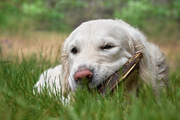 Retrato de cachorro golden retriever