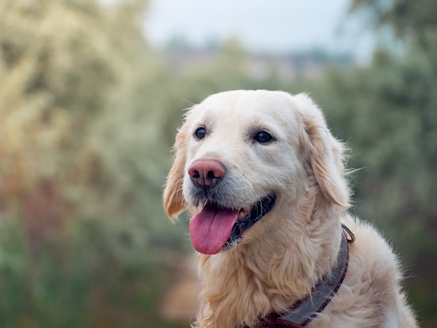 Retrato de cachorro golden retriever