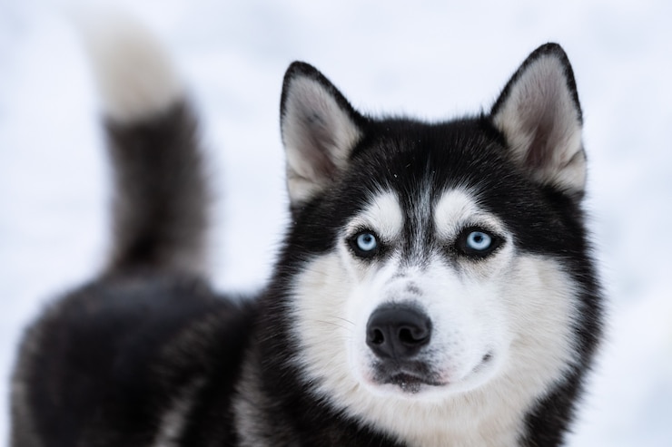 Foto retrato de cachorro husky, fundo de neve de inverno. animal de estimação engraçado em andar antes do treinamento do cão de trenó.