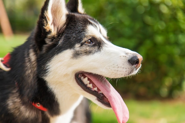 Retrato de cachorro Husky linda foto Foco seletivo