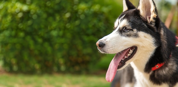 Retrato de cachorro Husky linda foto Foco seletivo