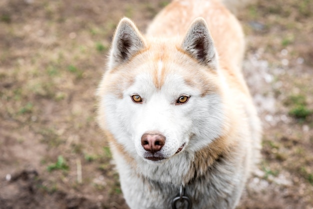 Retrato de cachorro husky marrom na grama no início da primavera.