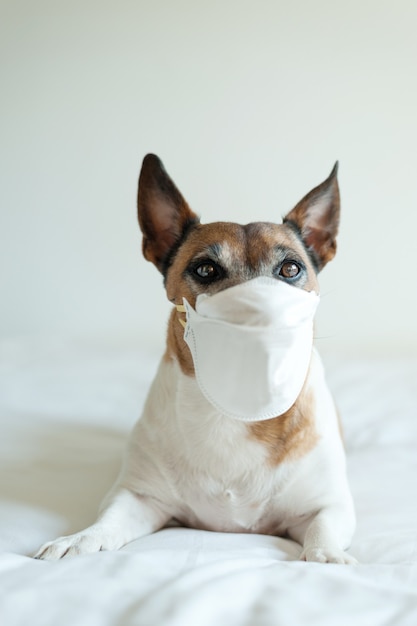 Retrato de cachorro jack russell com máscara de médico em fundo branco