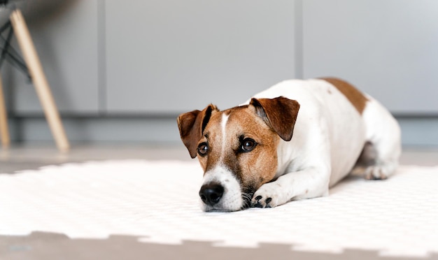 Retrato de cachorro jack russell está no chão em casa triste esperando copyspace