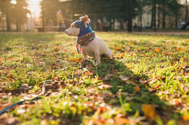 Retrato de cachorro Jack Russell fofo no boné e cachecol andando no espaço de cópia do parque outono e lugar vazio para texto Filhote de cachorro está vestido com roupas caminha