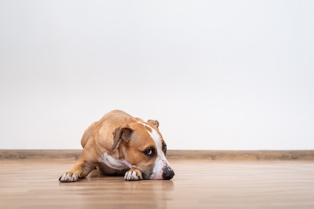 Retrato de cachorro jovem fofo deitado no chão dentro de casa. Filhote de Staffordshire terrier em bandana em um quarto vazio de uma casa