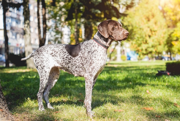 Retrato de cachorro kurzhaar fofo no parque