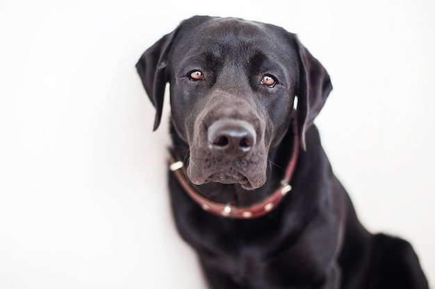 Retrato de cachorro labrador preto