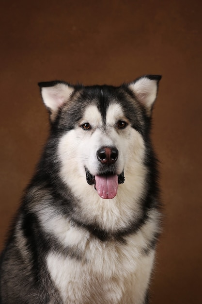 Retrato de cachorro malamute do Alasca em estúdio em brown blackground