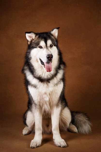 Retrato de cachorro malamute do Alasca sentado no estúdio em fundo marrom e olhando para a câmera