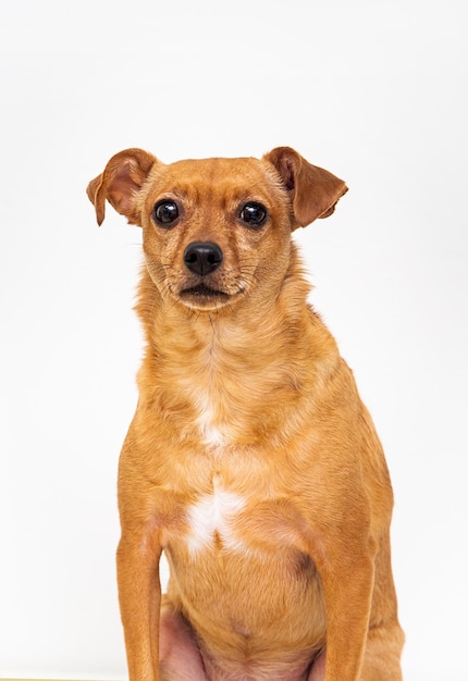 retrato de cachorro marrom. Animal de estimação de raça mista isolado no branco.