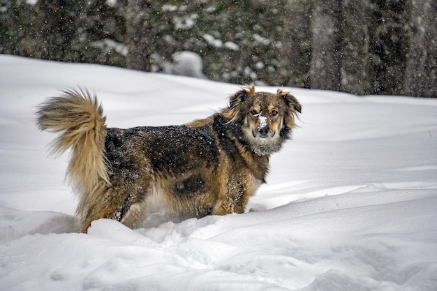 Retrato de cachorro no fundo da neve