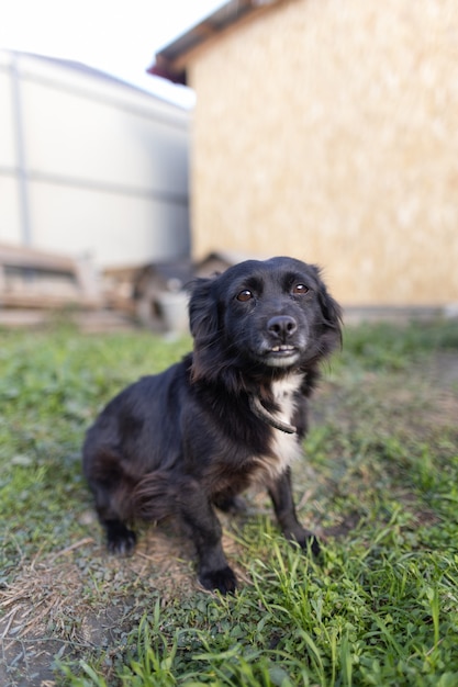 Retrato de cachorro perto de casa, um pequeno vira-lata preto em uma corrente.