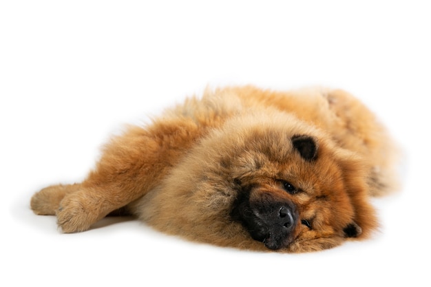 Retrato de cachorro preguiçoso deitado no chão isolado no branco