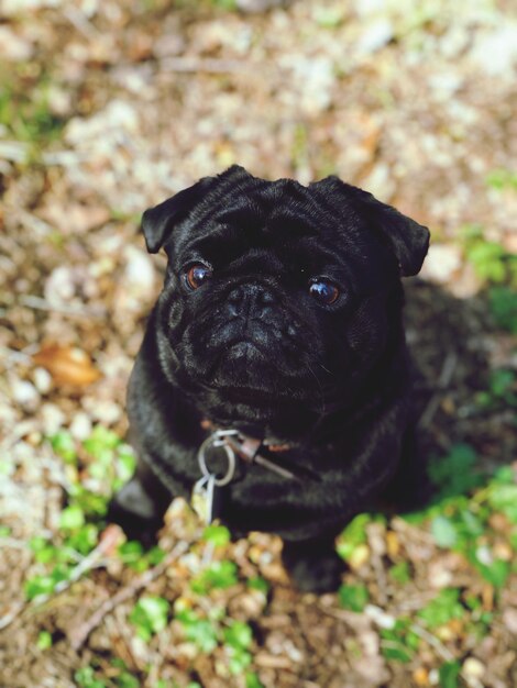 Foto retrato de cachorro preto