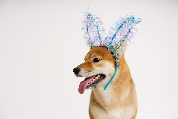 Retrato de cachorro ruivo bonito em fundo branco com cão de orelhas de coelho de Natal azul vestido como um coelho.