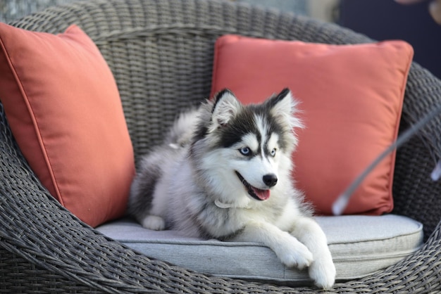Retrato de cachorro sentado no sofá em casa