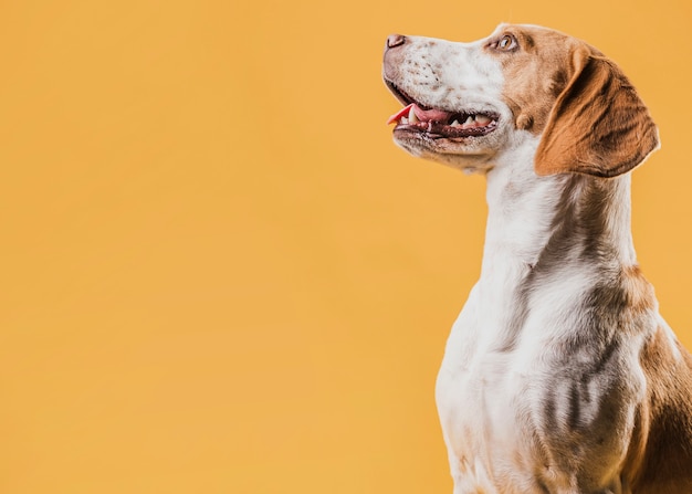 Retrato de cachorro sorridente, olhando para longe